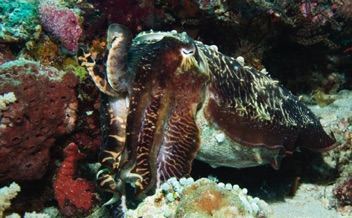 Cuttlefish
